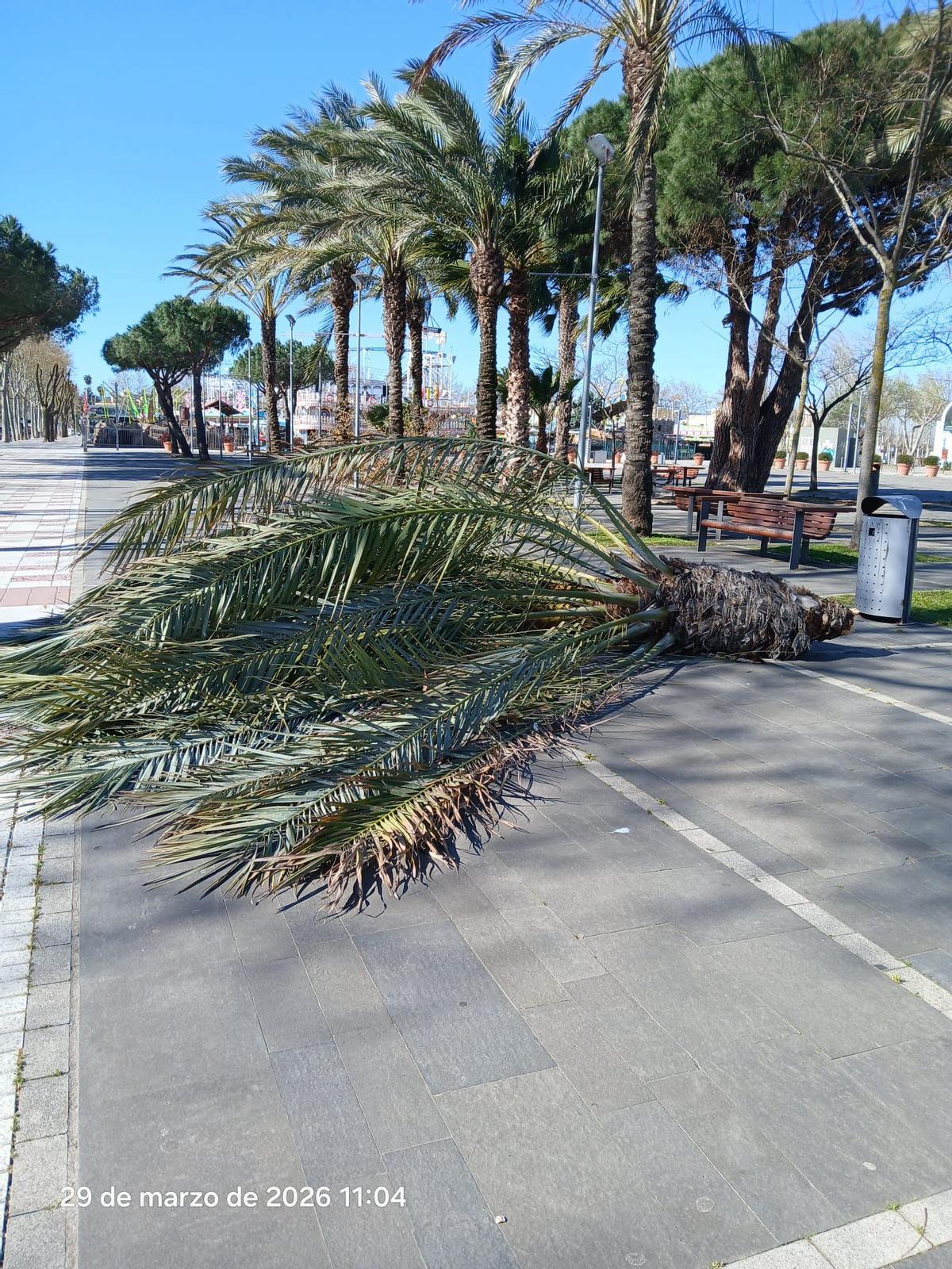 Els efectes de l'episodi de vent a Girona, en imatges