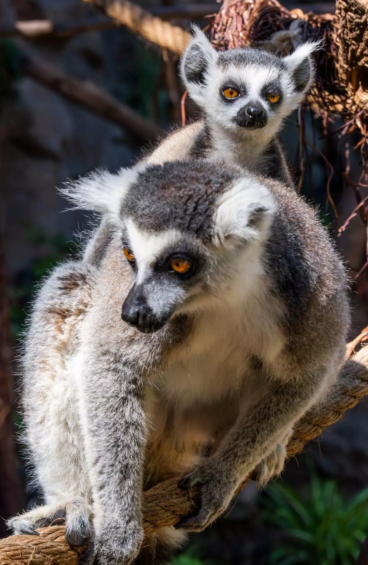 Nacen tres lémures de cola anillada, una especie en peligro de extinción, en el Loro Parque
