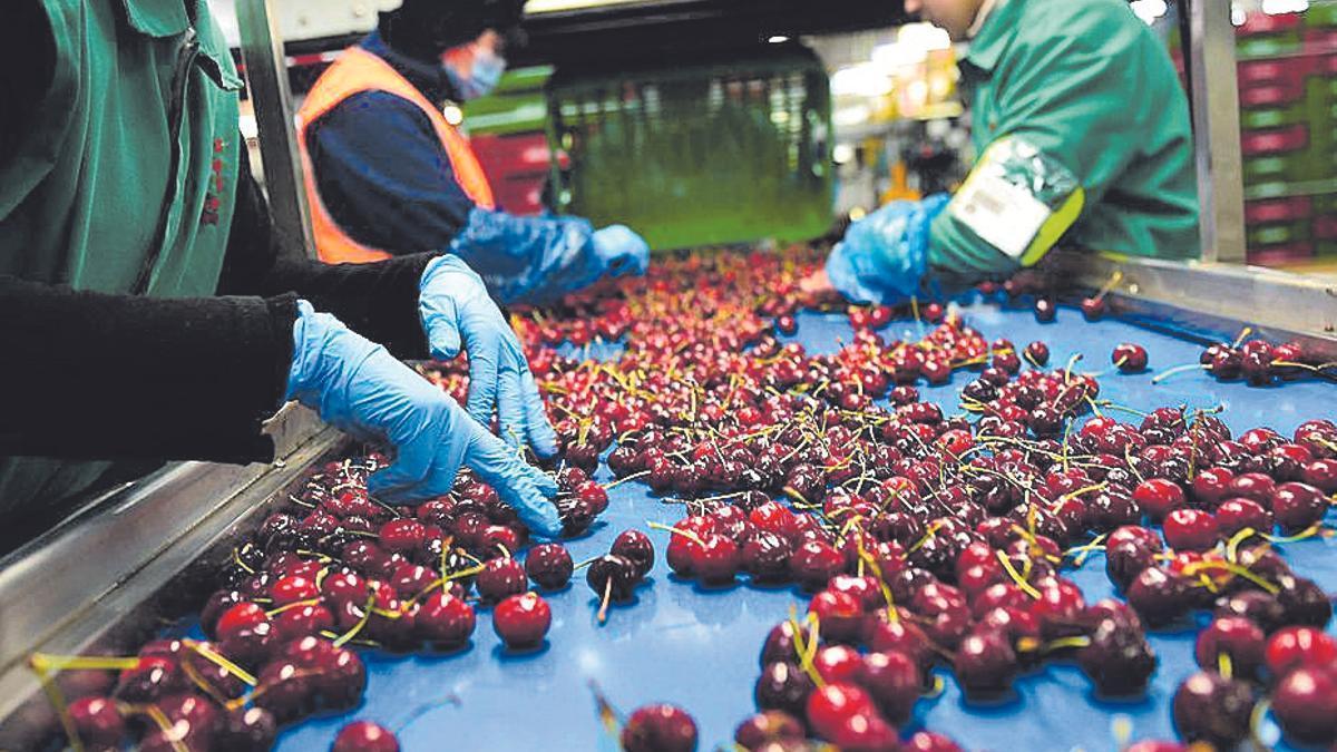 Selección de cerezas en el valle del Jerte