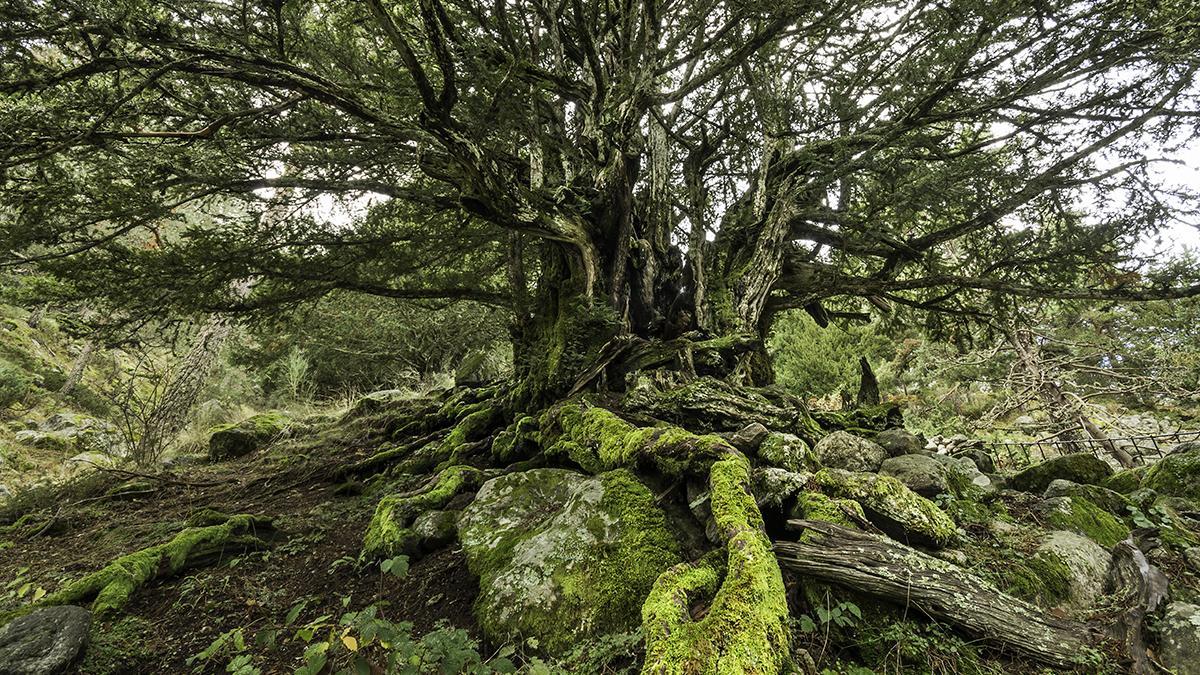 El espectáculo de la primavera en 5 de los bosques más bonitos de Madrid