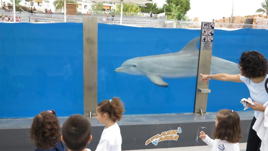 Naturschützer fordern Verbot der Delfin-Shows im Marineland auf Mallorca