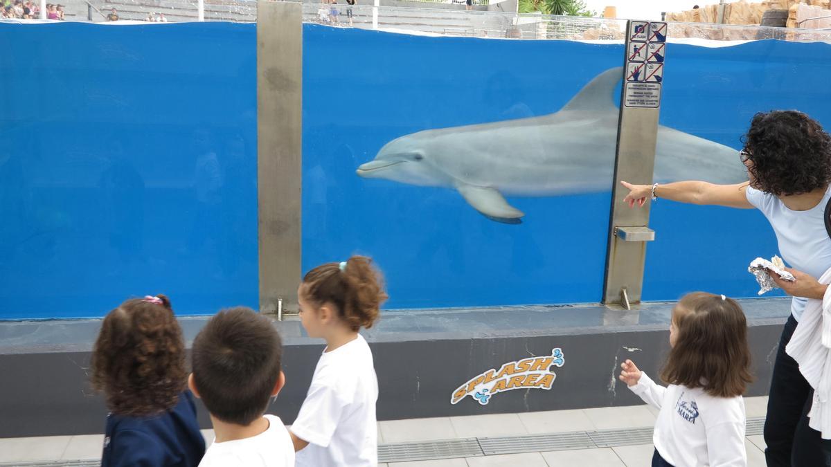 Besuch einer Schulklasse im Delfinarium Marineland auf Mallorca.