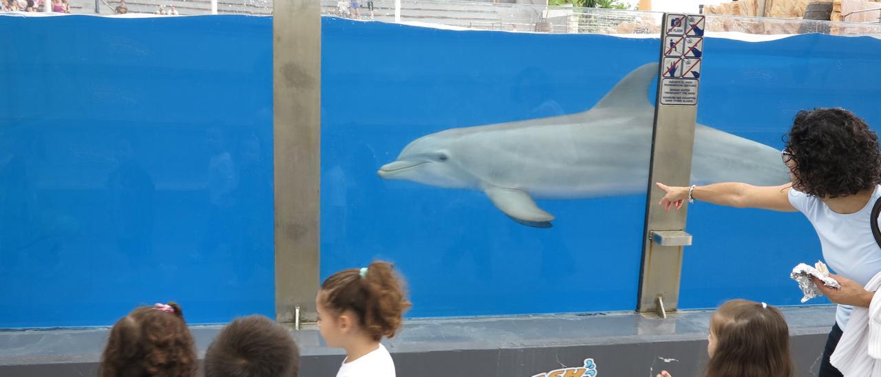 Besuch einer Schulklasse im Delfinarium Marineland auf Mallorca.