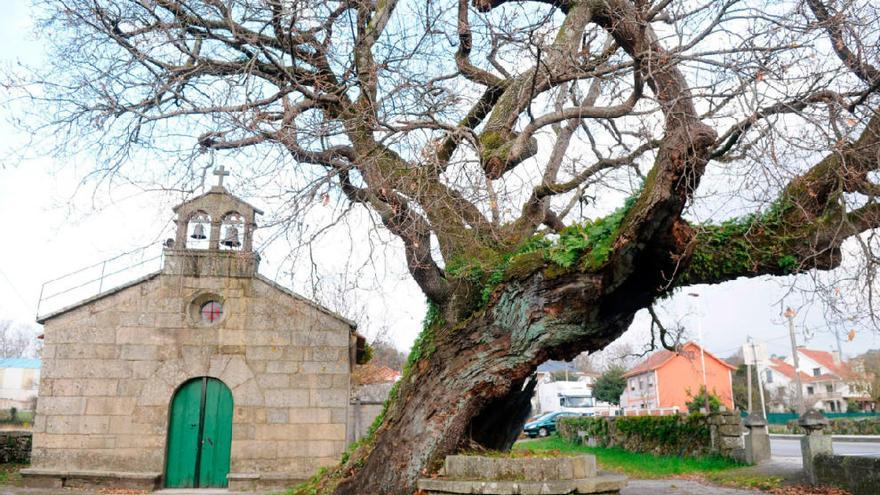 Carballos con ADN galego