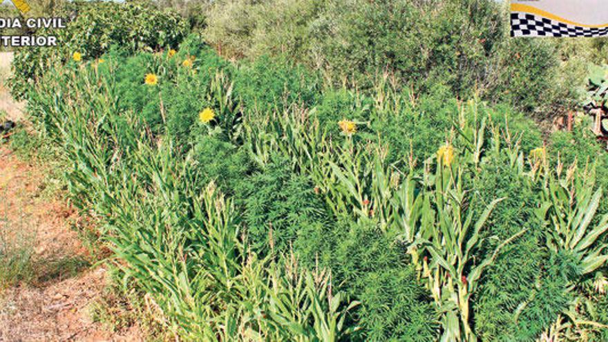 La marihuana estaba oculta entre maizales y otras plantas frondosas.