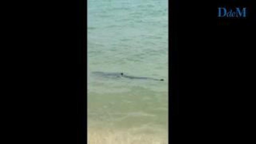 Capturado el tiburón azul que ha obligado a cerrar varias playas en Mallorca