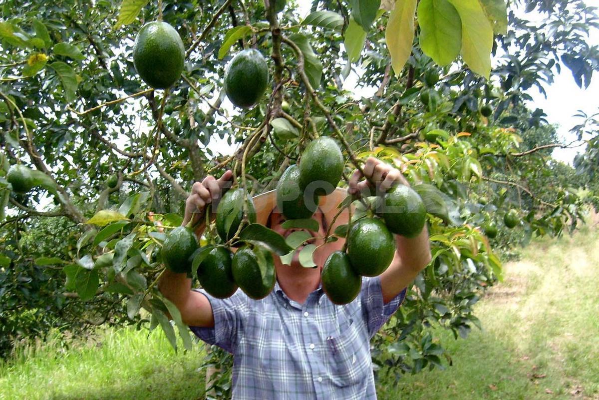 El aguacate, gran consumidor de agua