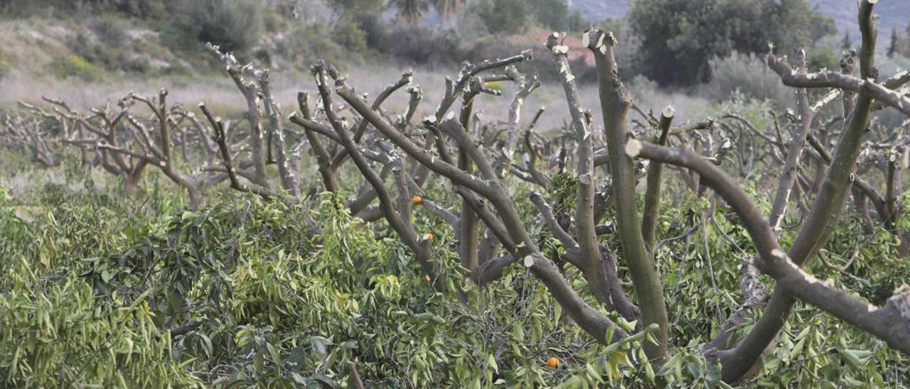 La tala de cítricos tempranos se extiende en la Costera ante el hundimiento del sector