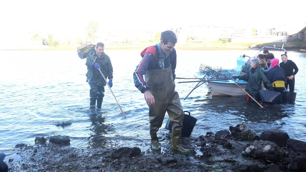 Decepción entre los mariscadores a pie en el regreso a la ría de O Burgo: "La campaña va a ser complicada, pero por lo menos llevas algo de dinero a casa"