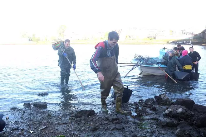 Los mariscadores a pie de la ría de O Burgo vuelven a faenar tras casi cuatro años de espera