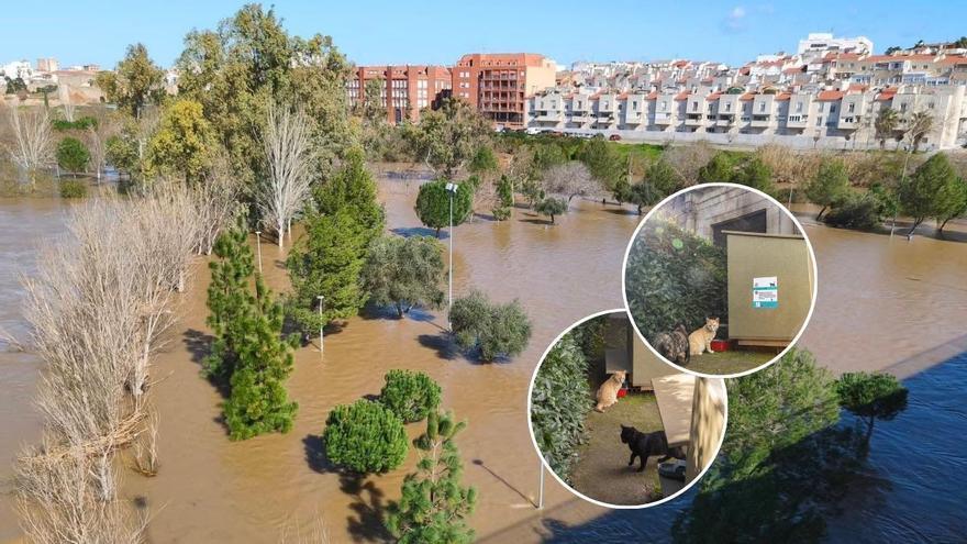 Denuncian que el Ayuntamiento de Mérida se desentendió y mostró "falta de empatía" con los gatos atrapados por la crecida del Guadiana