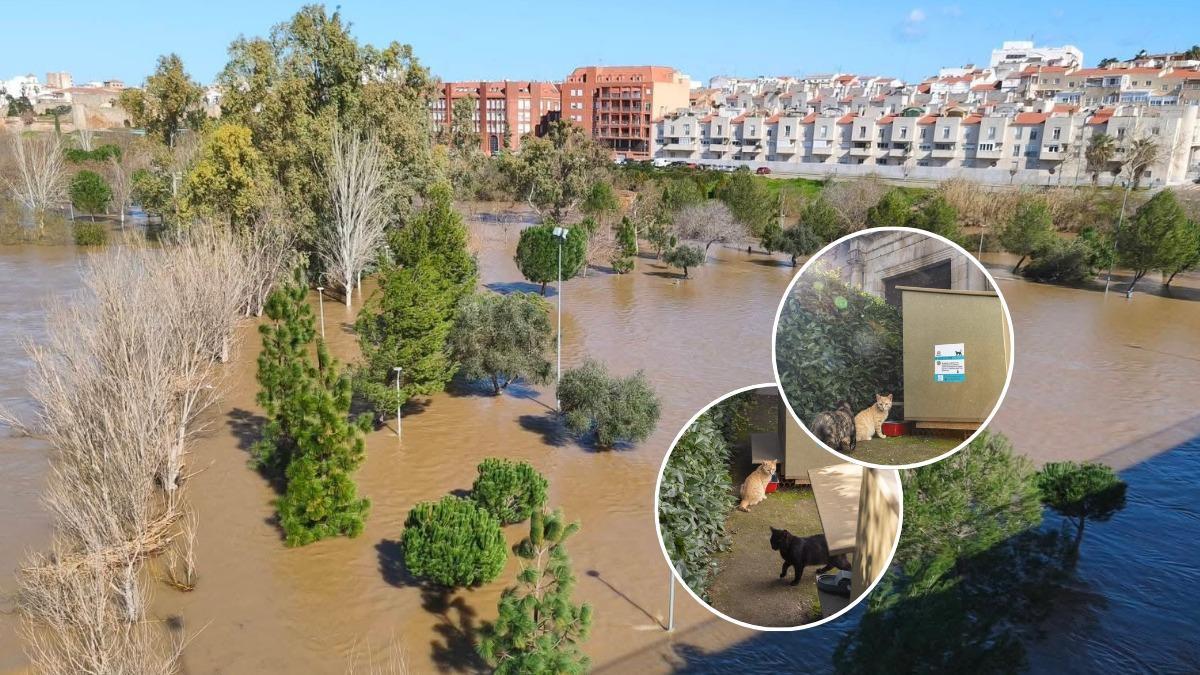 La crecida del Guadiana anega la Isla y arrincona a los gatos.
