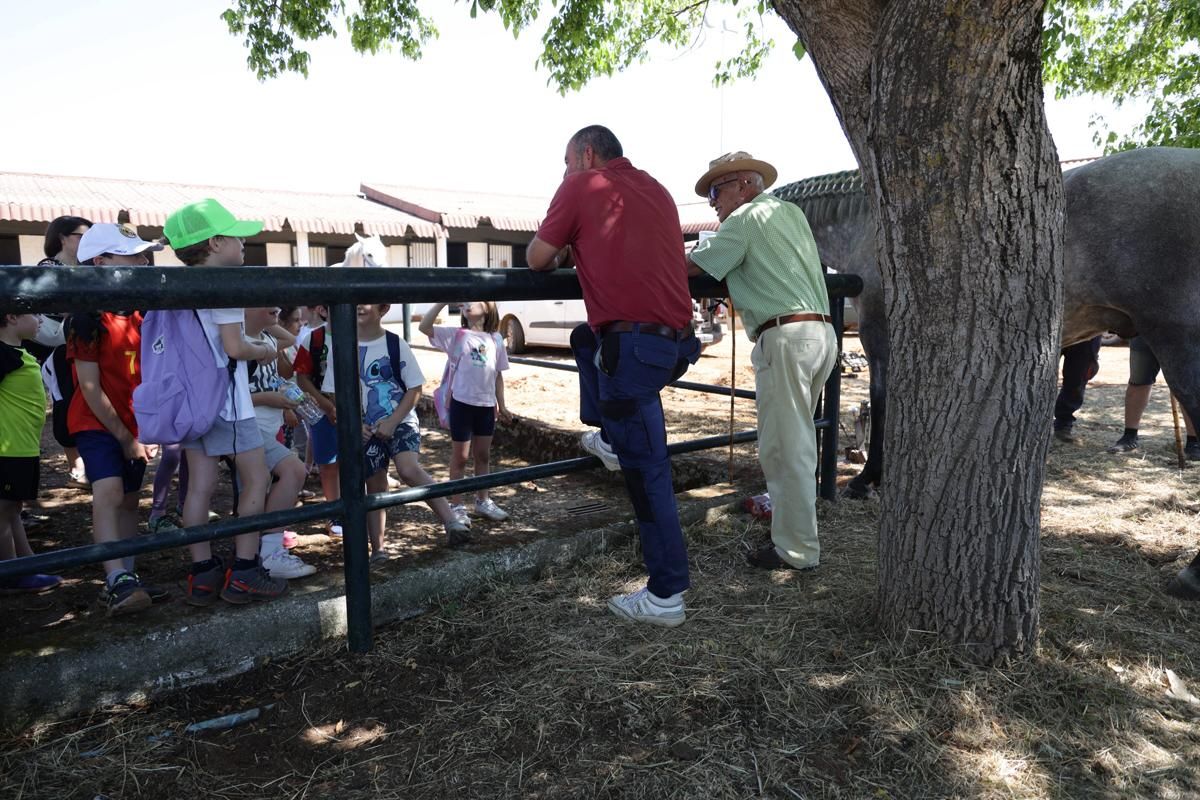 Fotogalería | Así se ha desarrollado la feria equina de Cáceres