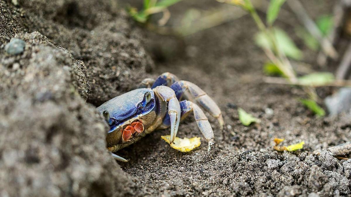 PULPOS Y CANGREJOS AZULES | Lanzamiento masivo de pulpos al mar, la fórmula italiana para combatir la invasión del cangrejo azul