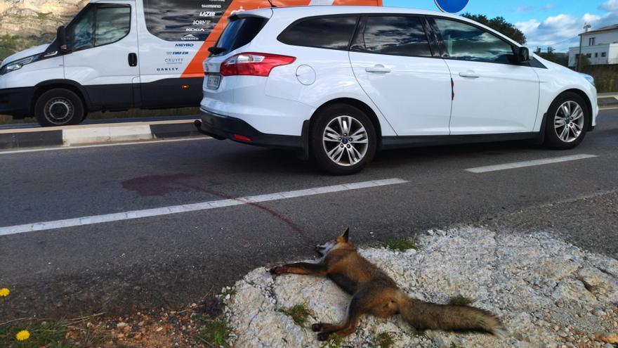 Un zorro muere atropellado en la carretera de Xàbia