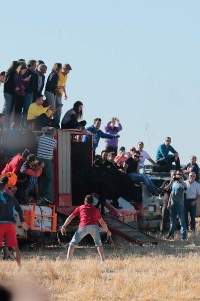 Fuentespreadas despide la temporada de encierros