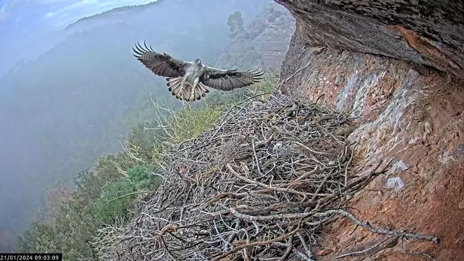 Així és veu l’àliga cuabarrada al Parc de Sant Llorenç amb la nova càmera