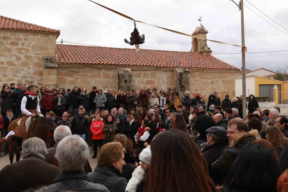 Carrera de gallos de San Miguel de la Ribera