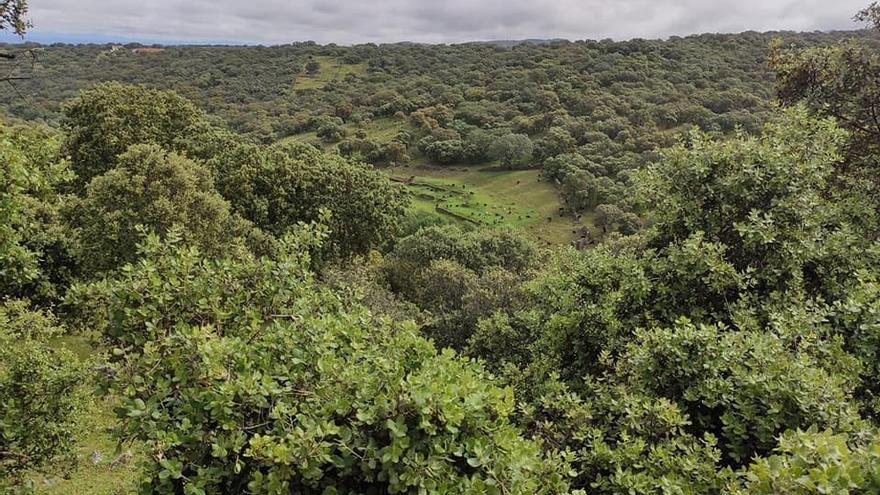 Paraje de Cañaveral, donde quieren abrir una mina a cielo abierto.