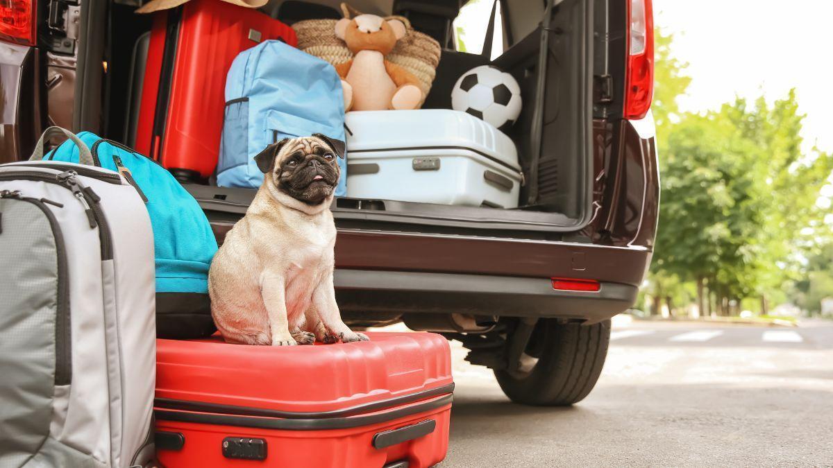 la UE endurece las normas para los dueños de perros y gatos con un nuevo requisito obligatorio