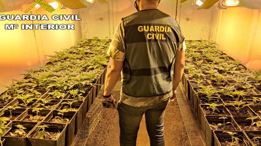 Agrede a dos guardias civiles para evitar una inspección en su plantación de marihuana de Montesa