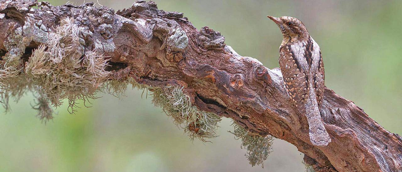 Un ‘formiguer’ mimetizado enel tronco de un árbol.