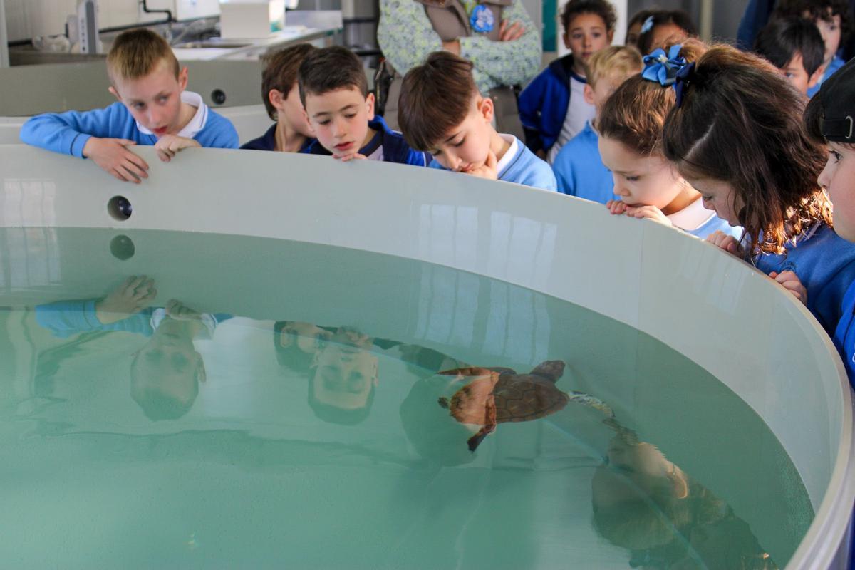 Acuario de Gijón: centro de recuperación de especies