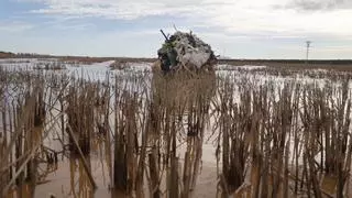 Desastre sin precedentes en l'Albufera: Peligra la pesca, la fauna y el arrozal