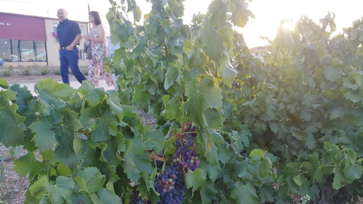 Viñedo de uvas tintas plantado en el municipio de Morales de Toro
