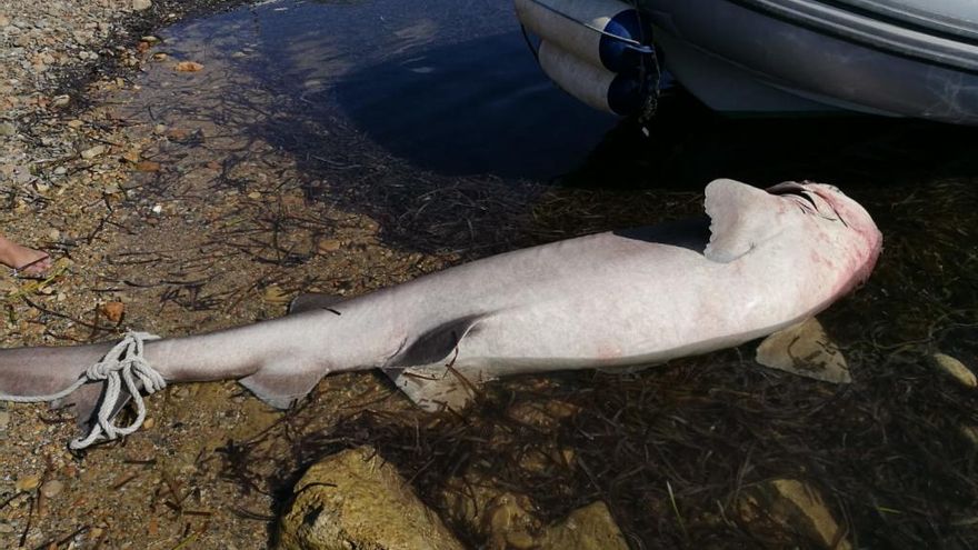 Tiburón encontrado muerto este jueves.