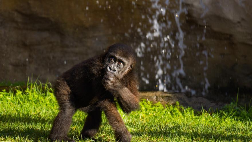 Los BIOPARC: Un oasis de vida salvaje para este verano