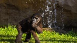 Los BIOPARC: Un oasis de vida salvaje para este verano