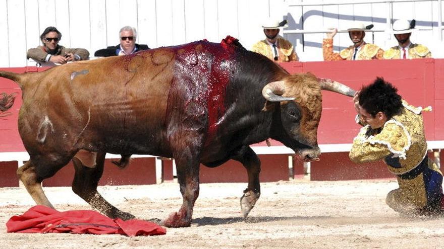 El TC suspenderá la prohibición de matar al toro en las corridas de Baleares