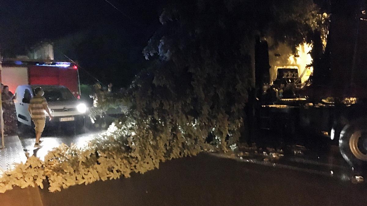 Un arbre caigut damunt d&#039;un vehicle aparcat a Bellver