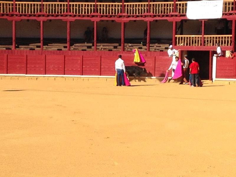 Fiestas en Toro | Becerrada de las peñas