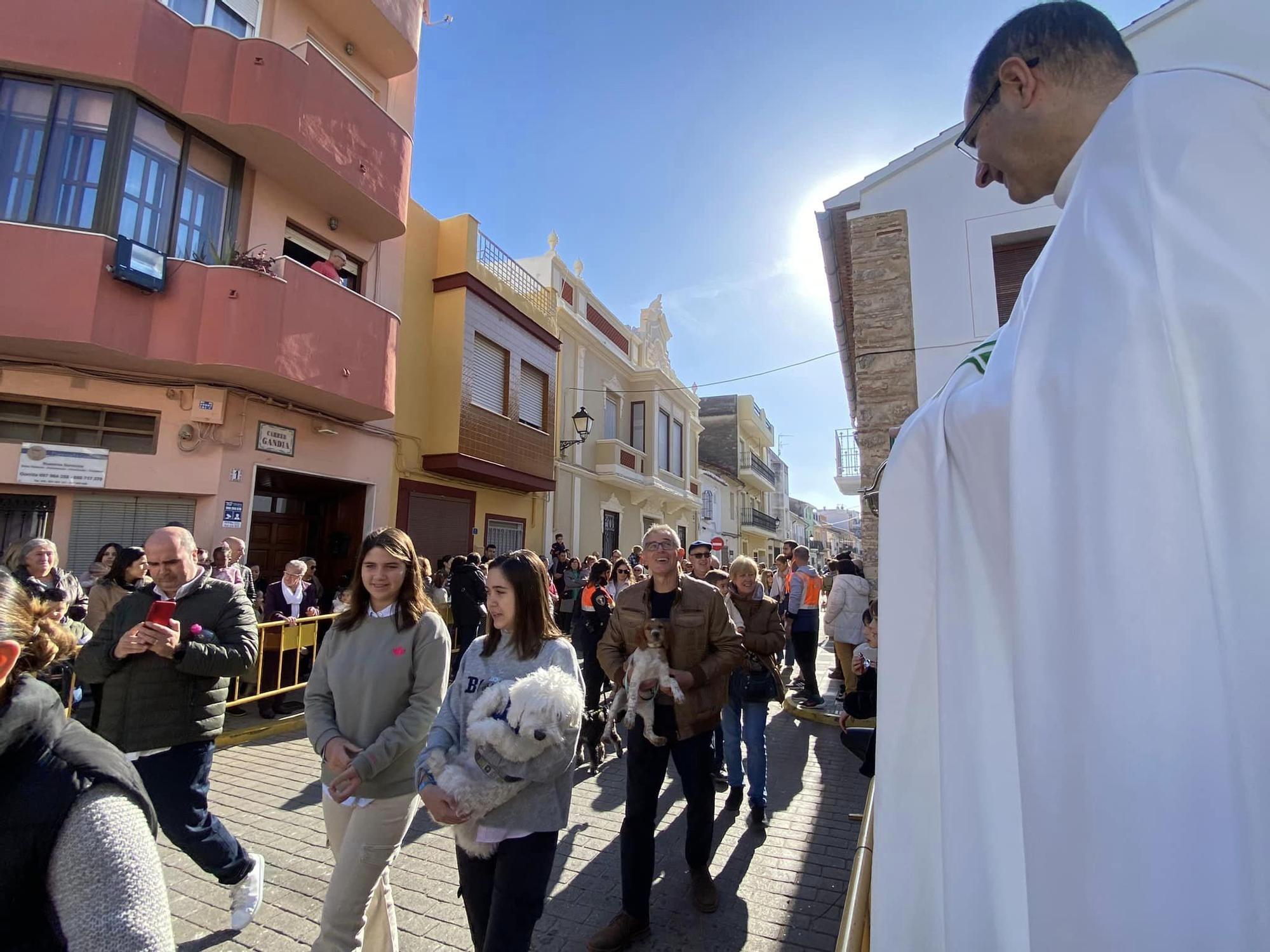 Daimús, Guardamar, Xeraco, l'Alqueria, Piles y Xeraco se vuelcan con Sant Antoni