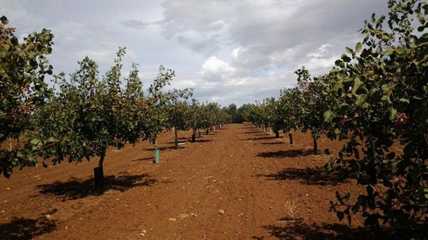 Archidona alberga ochenta hectáreas de cultivo de pistachos, estando en plena producción 25.