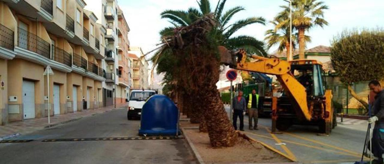 Xeraco tala decenas de palmeras para evitar que el viento las derribe