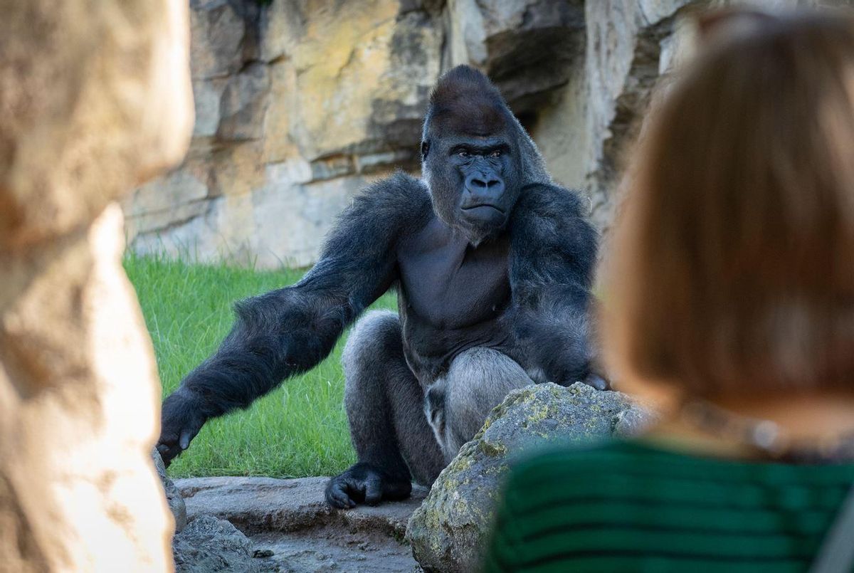 En BIOPARC podrás descubrir “cara a cara” las especies animales más emblemáticas y también las más desconocidas