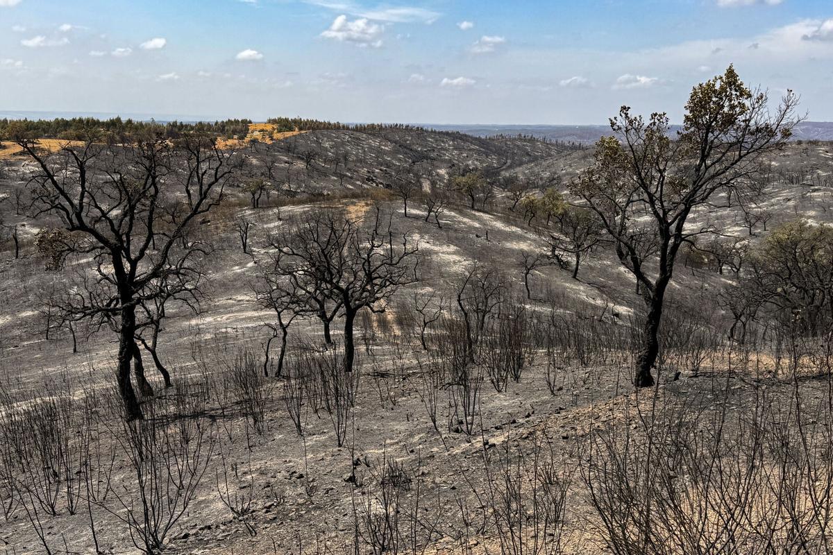 EL BERROCAL (HUELVA), 16/08/2026.-Vista de la zona quemada en la localidad de El Berrocal, a causa del incendio forestal originado en Niebla. El Plan Infoca ha dado por estabilizado a las 10:30 horas de este domingo, tras nueve días de trabajo, el incendio forestal declarado el pasado día 6 en Niebla (Huelva) y que ha afectado a más de 38.000 hectáreas de once términos municipales. EFE/ David Arjona
