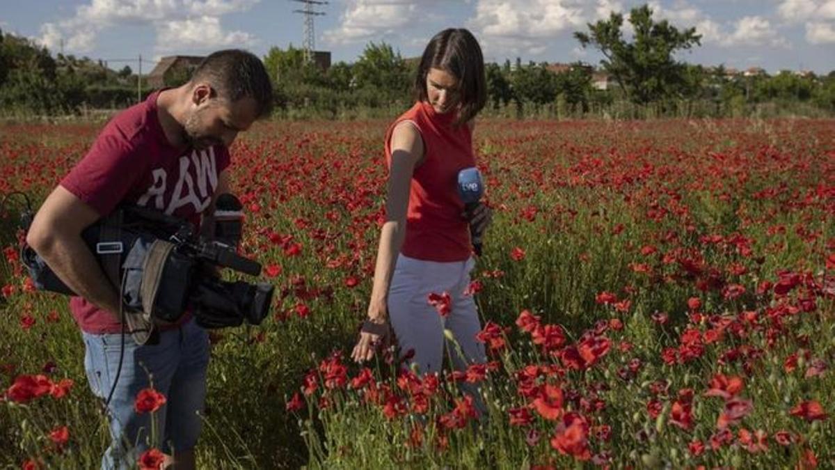Periodistas de TVE en el campo de amapolas de Zamora.