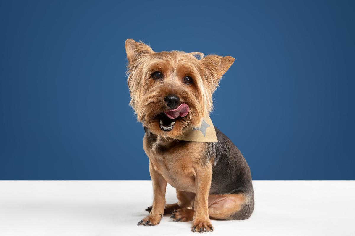 Yorkshire terrier.