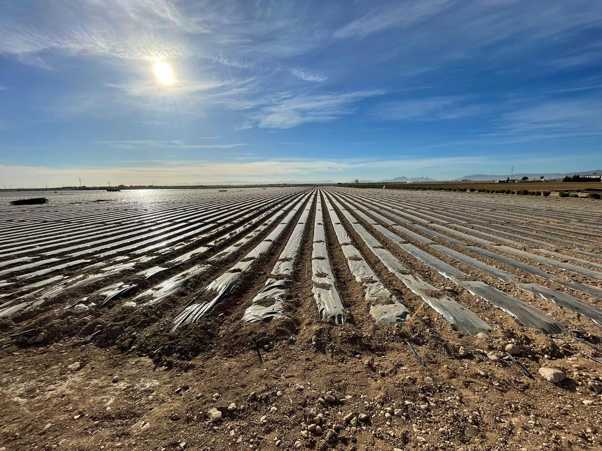 Campo con acolchado agrícola