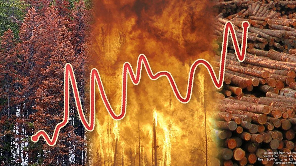 Un estudio alerta de que los bosques europeos son cada vez más vulnerables a los vientos, incendios y plagas de insectos