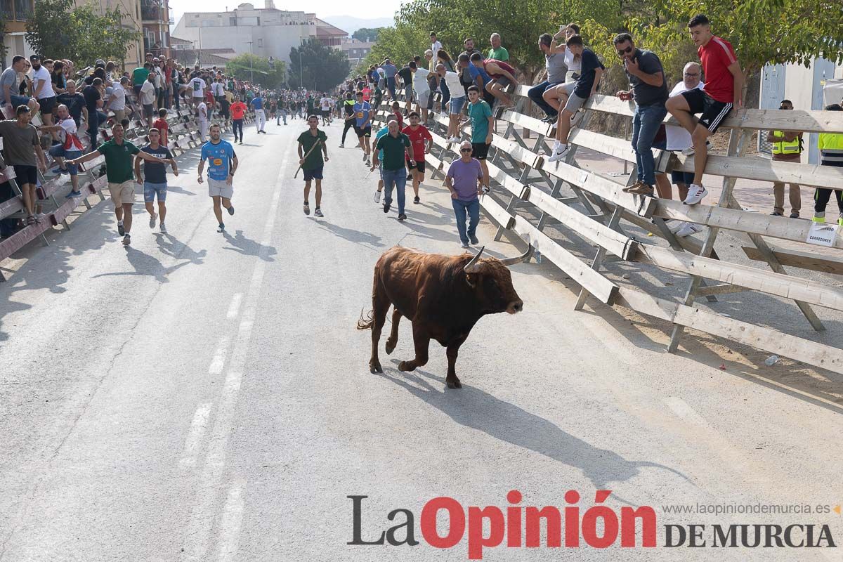 Quinto encierro de la Feria Taurina del Arroz en Calasparra