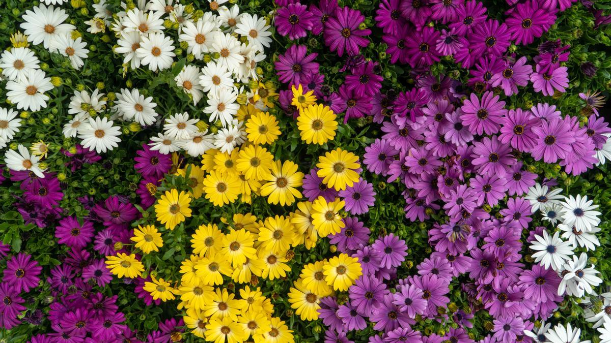 Tenir cura de les flors té molts beneficis