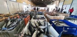 La flota factura en Torrevieja 3,8 millones, un 50% más, al recuperar la pesca de sardinas