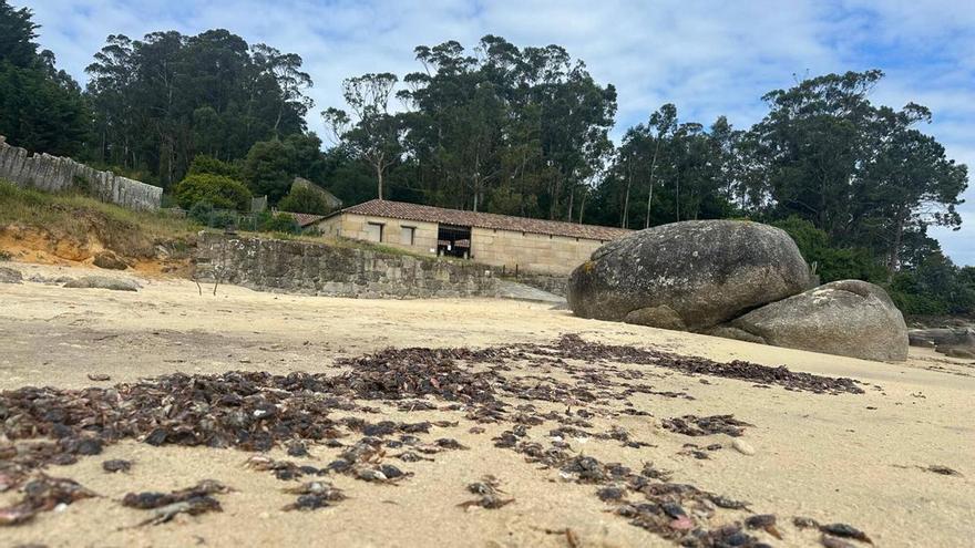 La enorme «marea» de cangrejos patudos llega hasta Mourisca