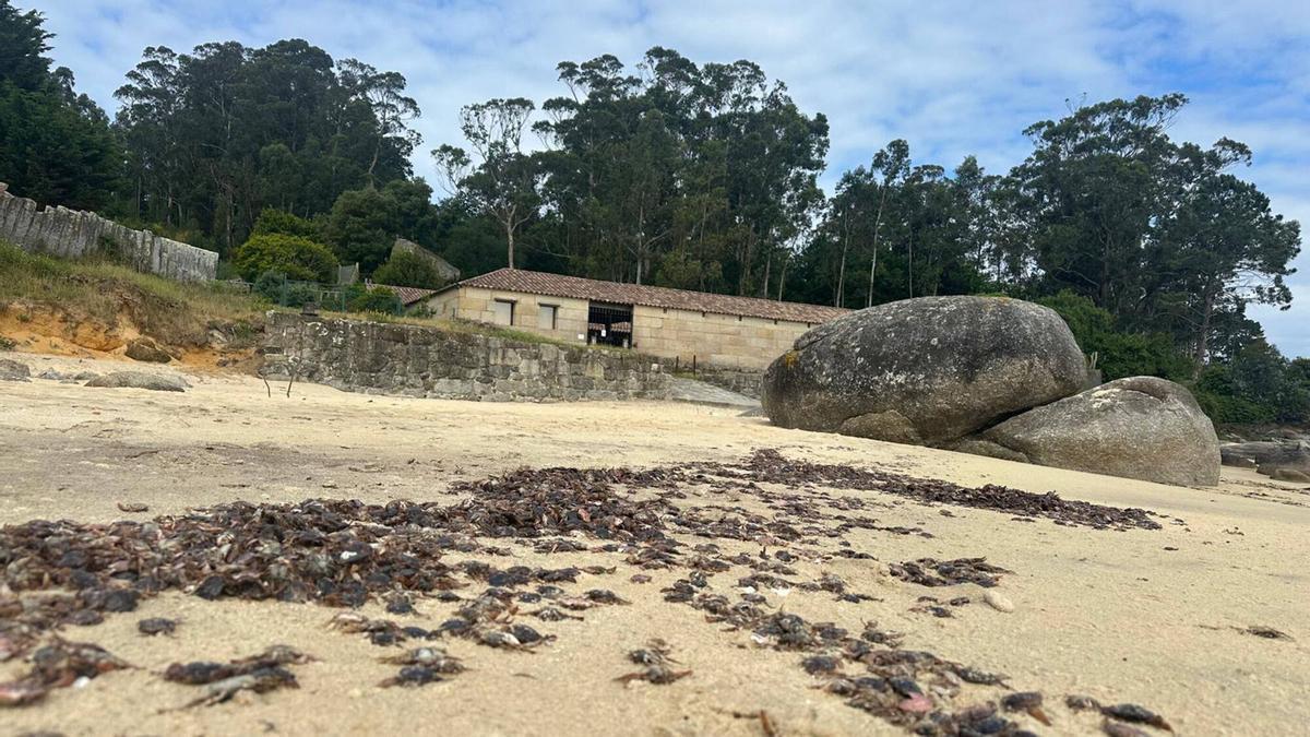 Marea de cangrejos patudos en Mourisca