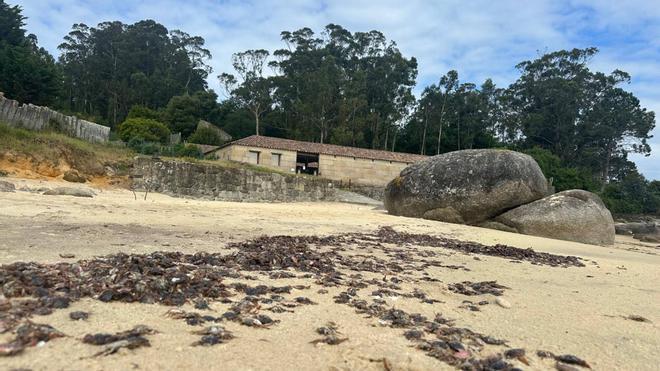 Marea de cangrejos patudos en Mourisca